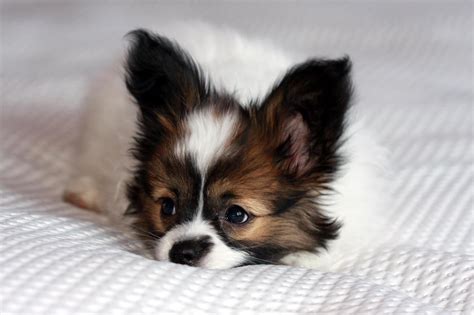 Baby Pap Papillon Dog Puppy Papillion Dog Baby Puppies Dogs And