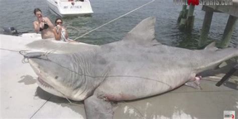 Great white shark (carcharodon carcharias). 9 of the Biggest Sharks Ever Caught ⋆ Outdoor Enthusiast ...