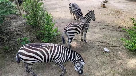 Home Safari Zebra Cincinnati Zoo Youtube