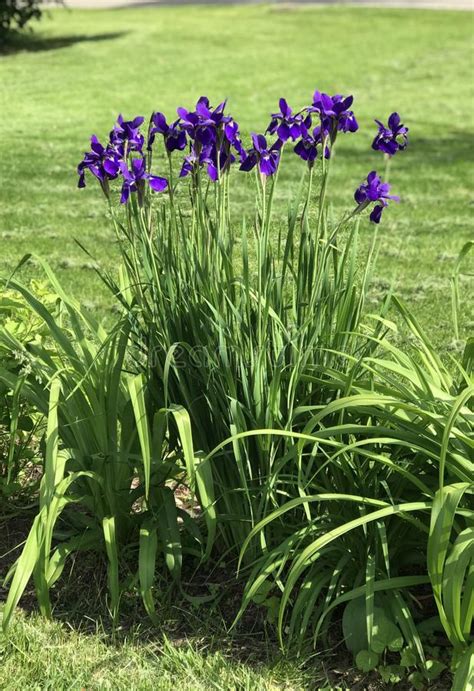 Clump Of Blue Irises Growing On The Edge Of A Garden Stock Photo