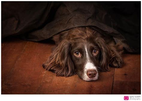 Studio Dog Portraits Gary Walsh Photography