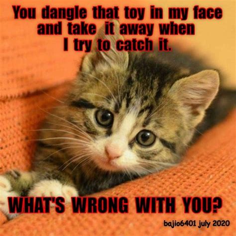 Thats A Stupid Game Lolcats Lol Cat Memes Funny Cats Funny