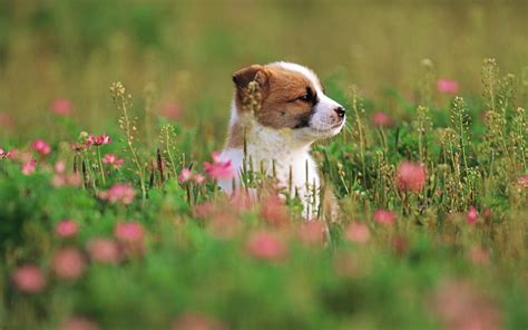We did not find results for: Puppies and Flowers Wallpapers - WallpaperSafari