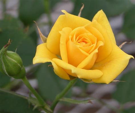 The beautiful flower pictures are sorted by the different names & colors of. Best Yellow Flowers - صور ورد وزهور Rose Flower images
