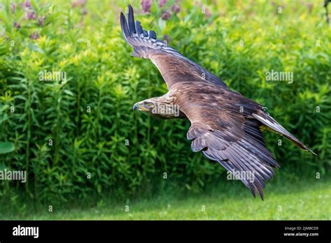 A Brown Eagle Flying Over A Green Meadow Close To The Ground Against