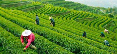 Fields Of Tea China Infy World