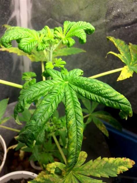 But for vegetable growing to be effective, it is important to know what to plant and when to plant it. Fix Curling or Clawing Cannabis Leaves | Grow Weed Easy
