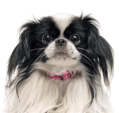 Japanese Chin Puppies For Sale King Of Pet Hobby
