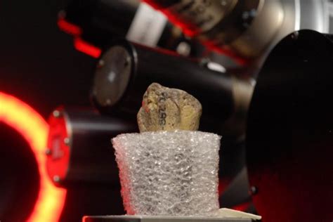Human Ancestor ‘lucy Was A Tree Climber New Evidence Suggests Ut News