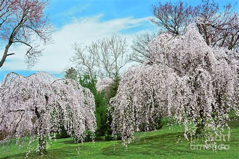 Branch Brook Park Weeping Cherry Trees Photograph By