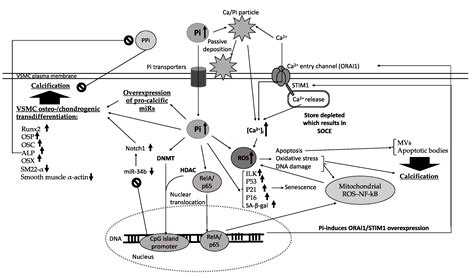 Biomedicines Free Full Text Vascular Calcification Mechanisms