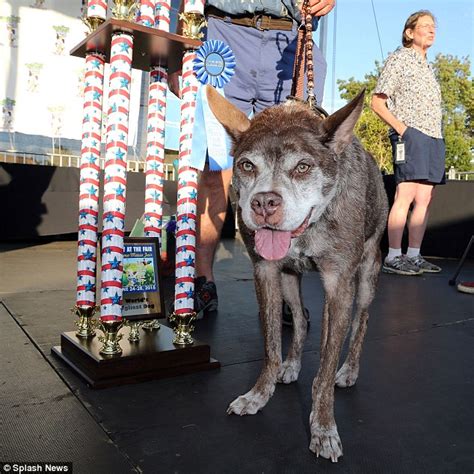 Worlds Ugliest Dog Named Quasi Modo Gets A Makeover On Jimmy Kimmel