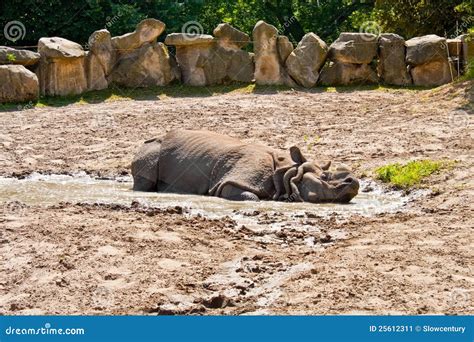 Rhinoceros Lying In Mud Stock Image Image Of Mammal 25612311
