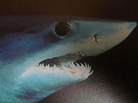 Bull Shark Five Most Dangerous Sharks To Humans Cbs News