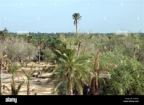 Date Palm Plantation In Nefta Town Tunisia Stock Photo Alamy