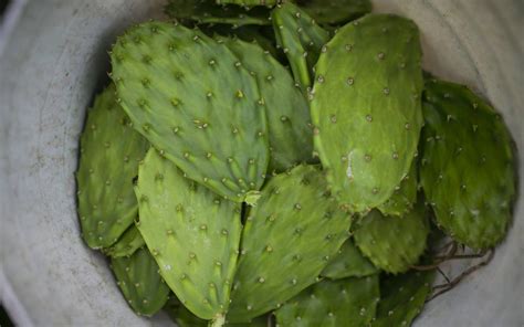 Nopal un cactus lleno de beneficios nutricionales La Nación