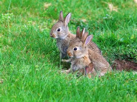 Where Do Rabbits Live Rabbit Facts 2023 Rabbit Insider