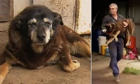 However, that's not something that you want your. Animal Diaries: 'World's Oldest Dog' Dies At Good Old Age