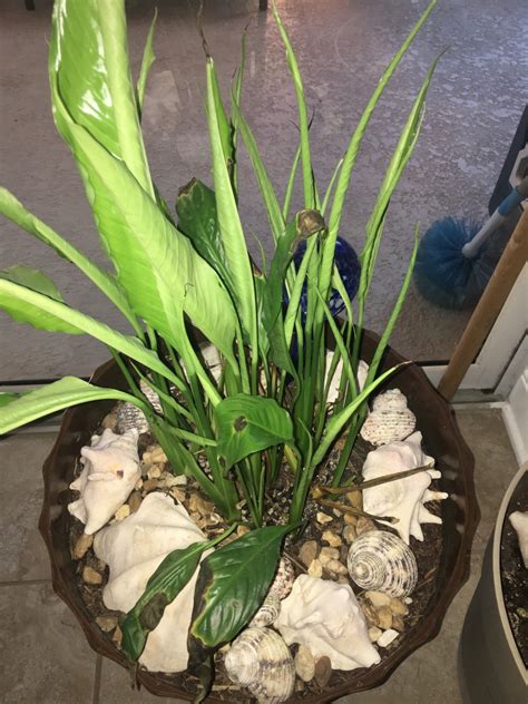 As long as the excess water can drain out of the hole in the pot they should be fine. Growing a Peace Lily | ThriftyFun