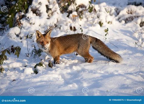 Red Fox Vulpes Vulpes Adult Standing On Snow Normandy Stock Image