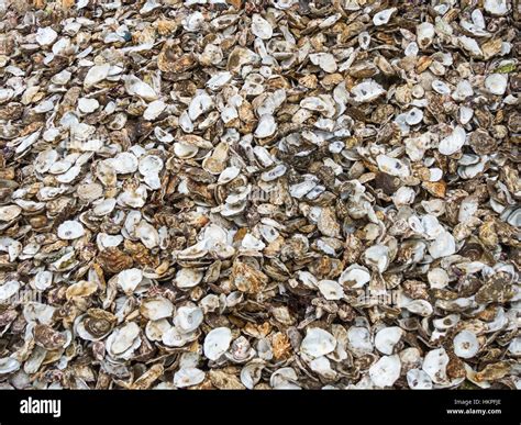 Oysters In Shells Hi Res Stock Photography And Images Alamy