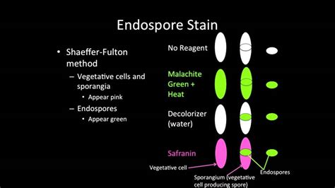 Endospore Stain Youtube