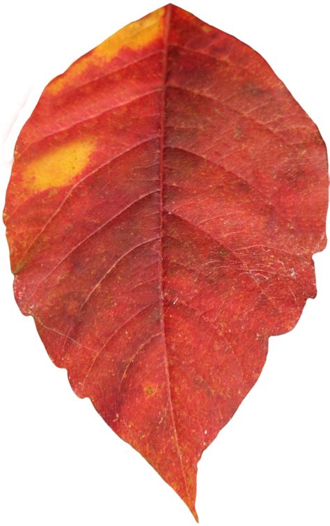 Fall Leaves Png Transparent