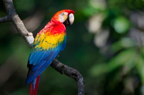 Amazon Rainforest Animals Endangered