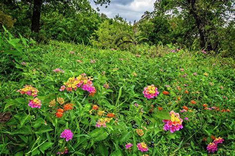 Fall Beauties In Boerne Photograph By Lynn Bauer Fine Art America