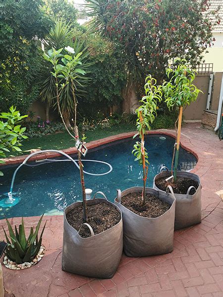 Growing Fruit Trees In A Small Garden Or On A Balcony