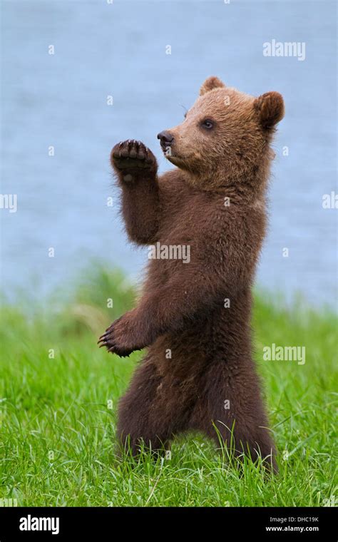 European Brown Bear Eurasian Brown Bear Ursus Arctos Arctos Cub