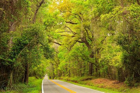 A Roadside Live Oak In The Early Spring Miccosukee Road 1 Photograph