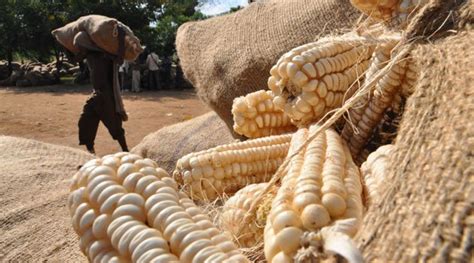 Maize Production An Interesting Small Business Opportunity You Should