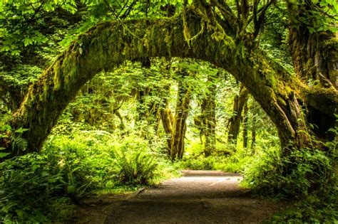 The Arch By Manish Kumar 500px Arch Tree Forest Forest