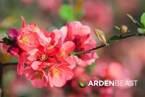 Guide To Flowering Quince How To Grow And Care For Chaenomeles Shrubs