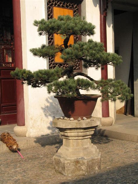 Best grow lights for your bonsai. How To Care For An Outdoor Bonsai Tree? - BonsaiForrest