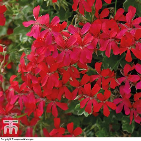 Geranium Balcon Red Plug Plants Thompson And Morgan