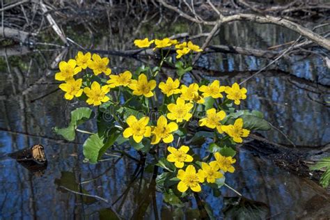 Flowering Plant The Marsh Marigold Yellow Flowers In Spring Stock Photo