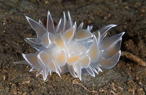 Silly Little Sea Creature Otd On Twitter Sea Slugs Are Easily Some Of