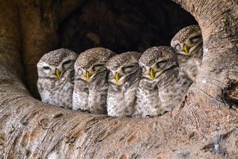 Baby Owls Snoozing Are Seriously Cute Aol Uk