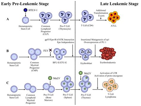 The Two Hit Model Of Retrovirus Induced Leukemogenesis A Htlv 1
