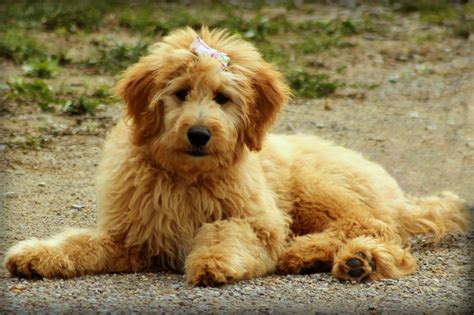 Goldendoodle Breeding Guide 2023 This Is How You Begin