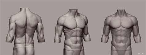 Artstation Male Torso Study