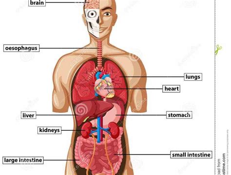Liver anatomy labeled diagram stock vector 222117718. can buy on related organs anatomy body brain Diagram Of ...