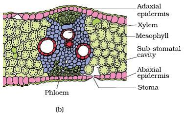 PlantSciences Monocot And Dicot Leaf Transverse Section