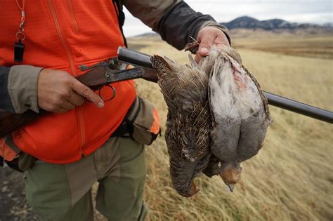 Montana Upland Bird Hunting Channel And Brown Outfitting Co
