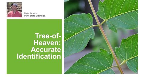 Tree Of Heaven Accurate Identification Youtube