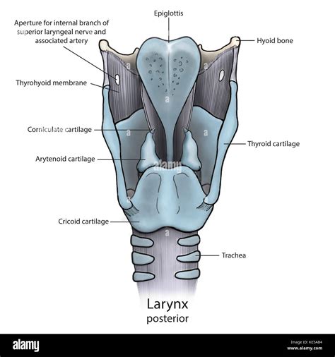 Posterior Larynx Anatomy With Annotations Stock Photo Alamy
