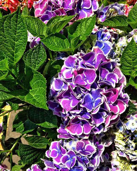 14 Beautiful Hydrangea Varieties