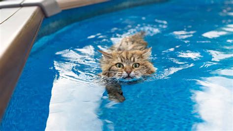 5 Incredible Cats That Like Water A Definitive Guide